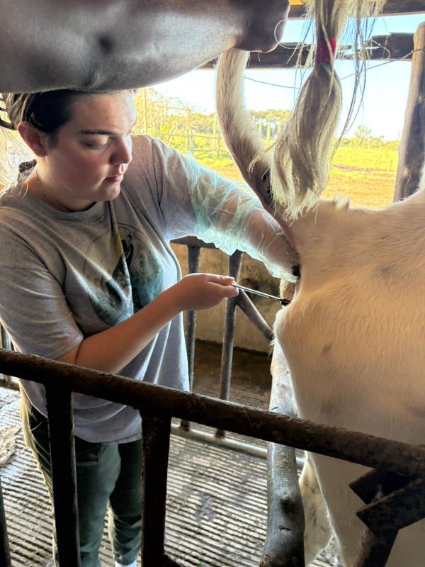 ai pistolette insertion