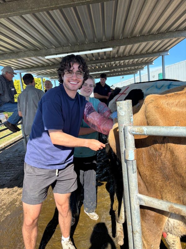 pd course cattle pd9