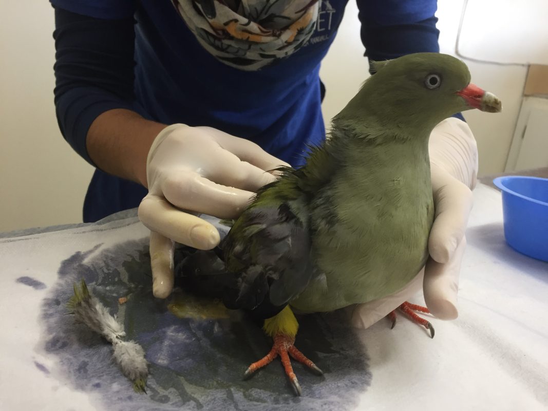 wildliferescueimg 3621